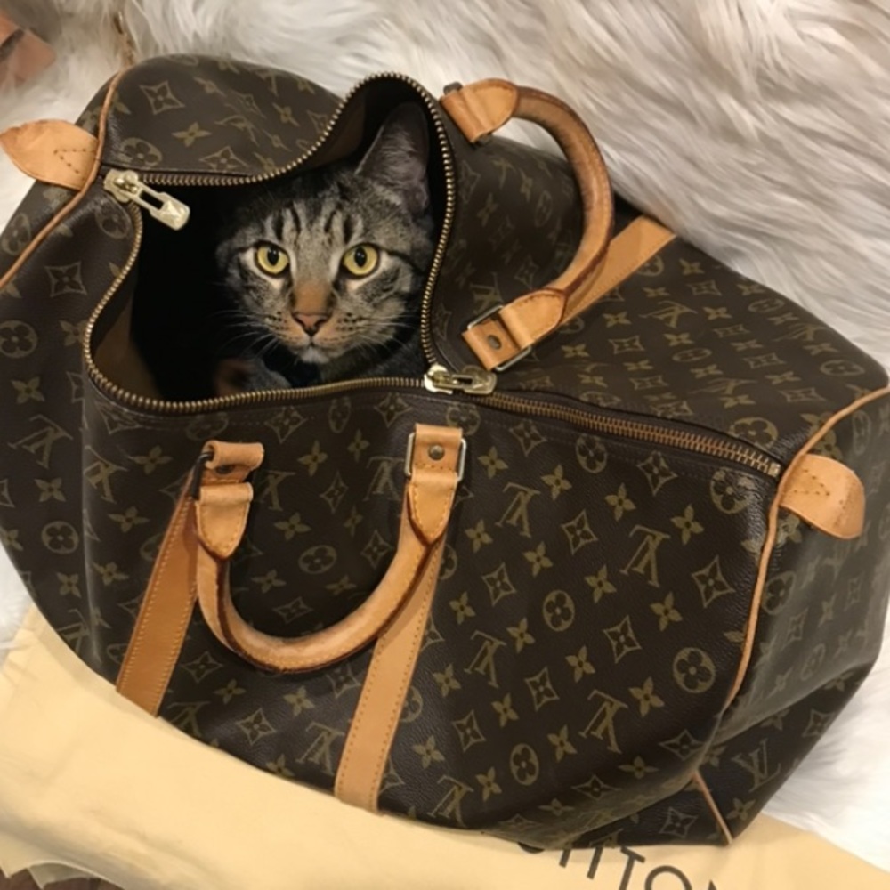 Funny Cat Photos!